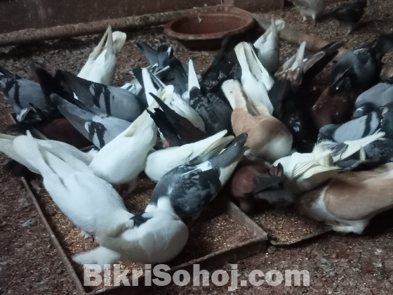 রেসার কবুতর